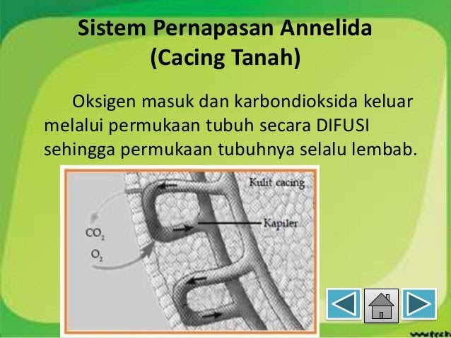 Contoh Difusi Teknologi - Contoh Moo