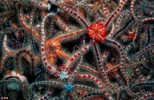 Contoh Hewan  Invertebrata Echinodermata Hontoh