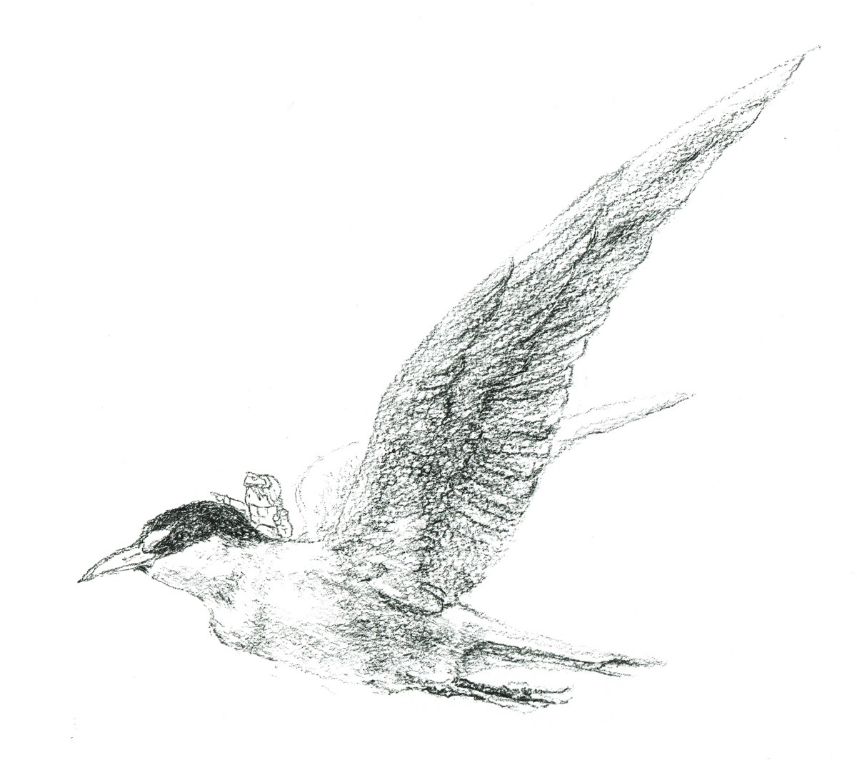 コンプリート かっこいい おしゃれ 鳥 イラスト