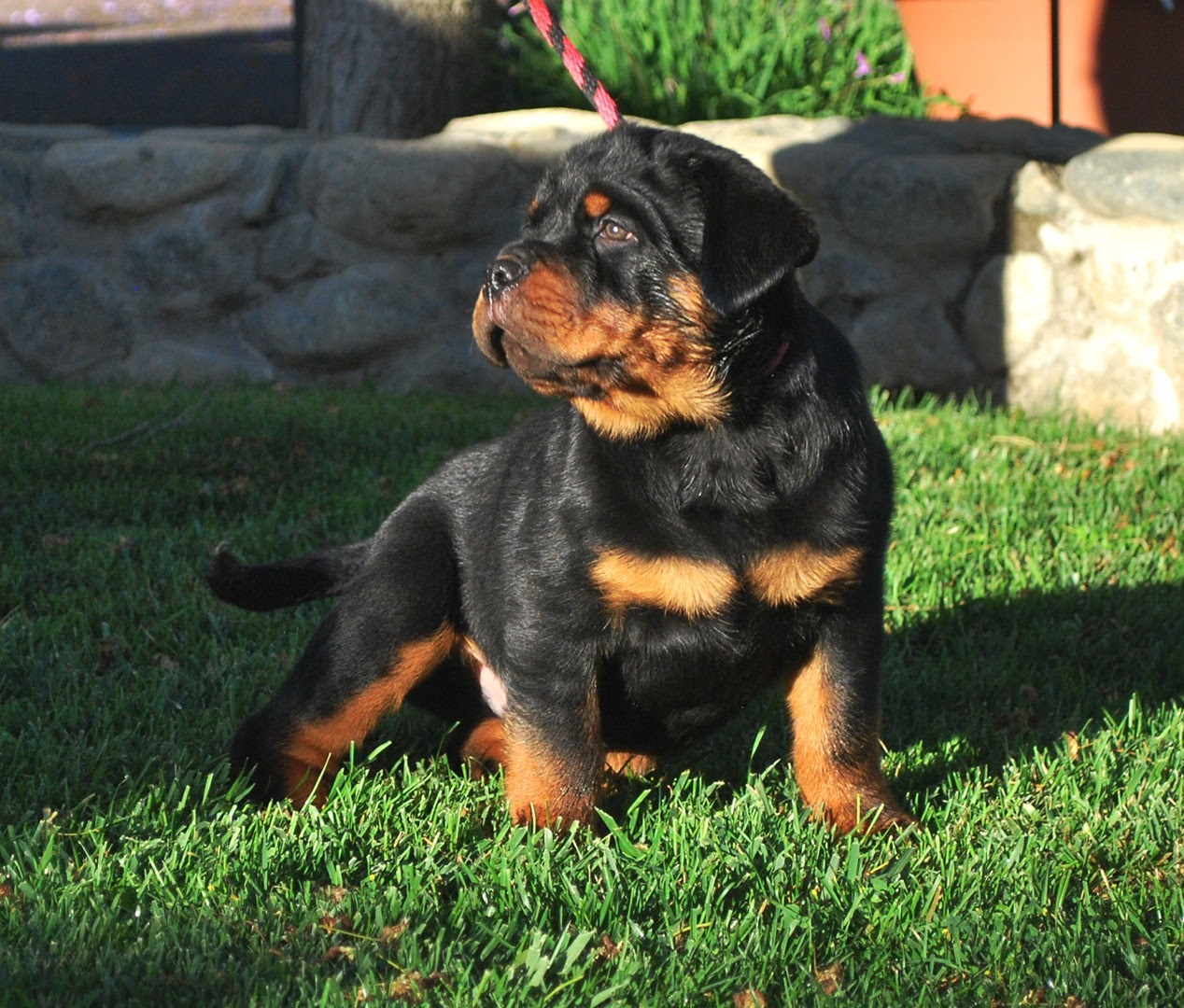 Rottweiler puppy pics are always adorable, and i never get tired of looking at them! Von Ruelmann Rottweilers Inc German Rottweiler Puppies For Sale Rottweiler Breeder German Rottweiler Breeder