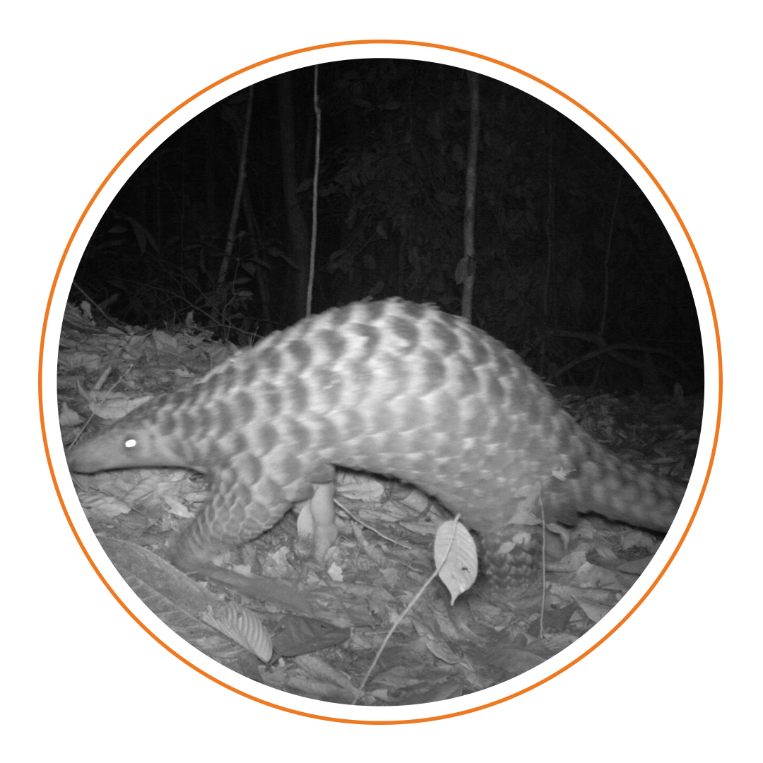 Pangolin on camera trap image