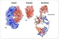 Researchers identify a new method to synthesize miniaturized antibodies