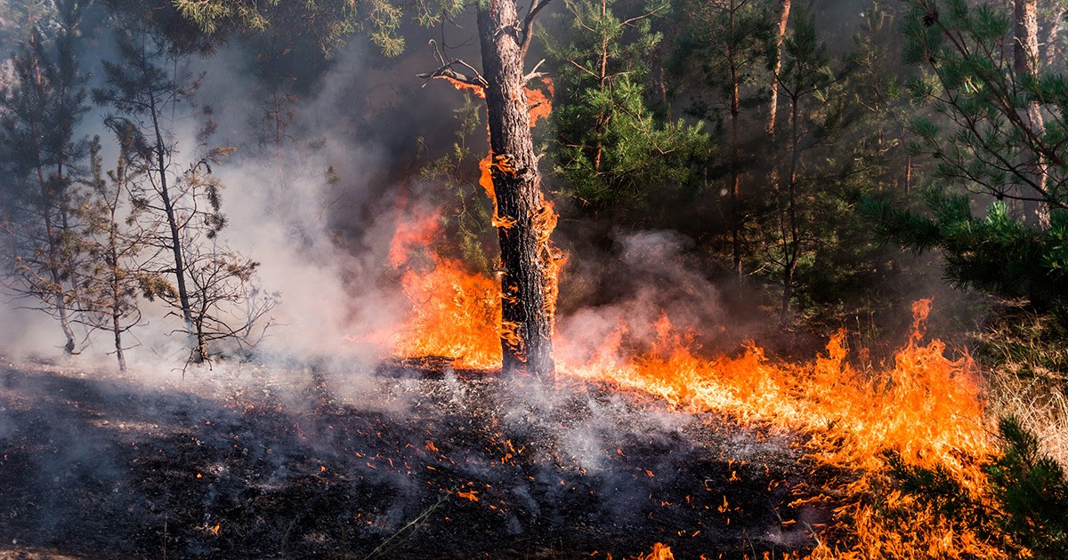 Ardèche - Le feu de forêt aurait été causé par un concours de pets enflammés