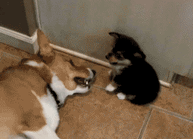 動物画像無料 トップ100 動物 Gif おもしろ