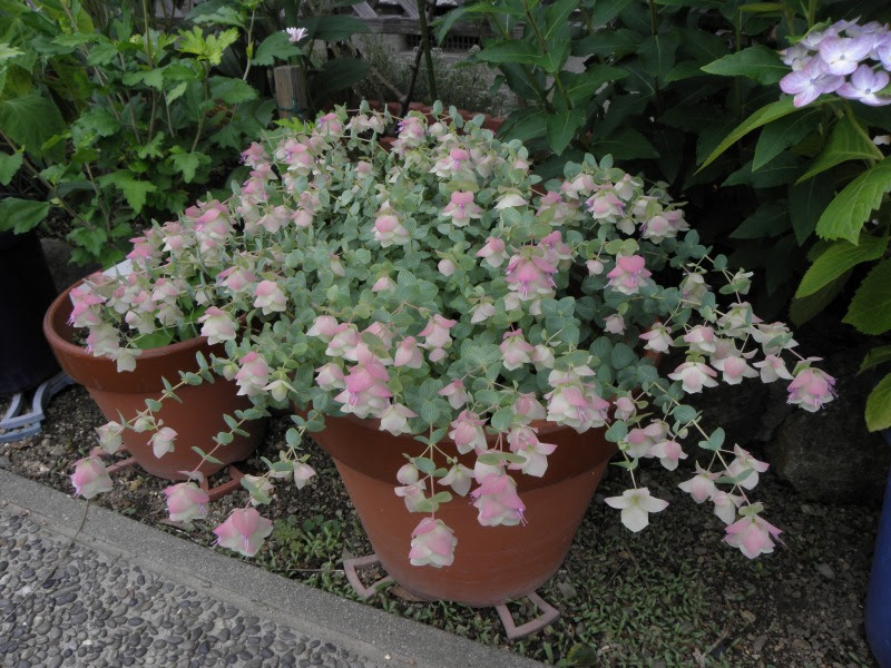 美しい花の画像 最高の花 オレガノ 育て 方