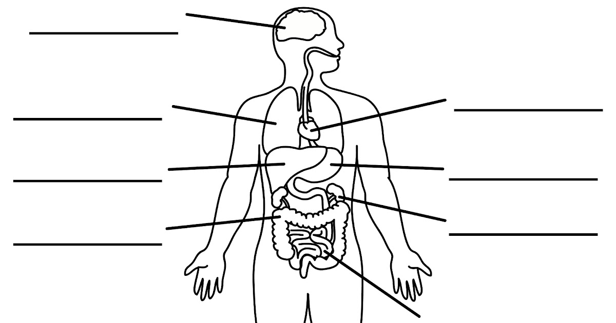 Human Body Organs Unlabeled Diagram Human Body Anatomy