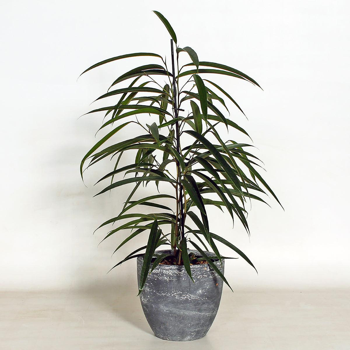 Variegated aspidistra aspidistra elatior 'variegata'. Long Leaf Fig Ficus Maclellandii Alii Bloombox Club