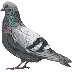 美しい花の画像 ぜいたく鳩 画像 イラスト