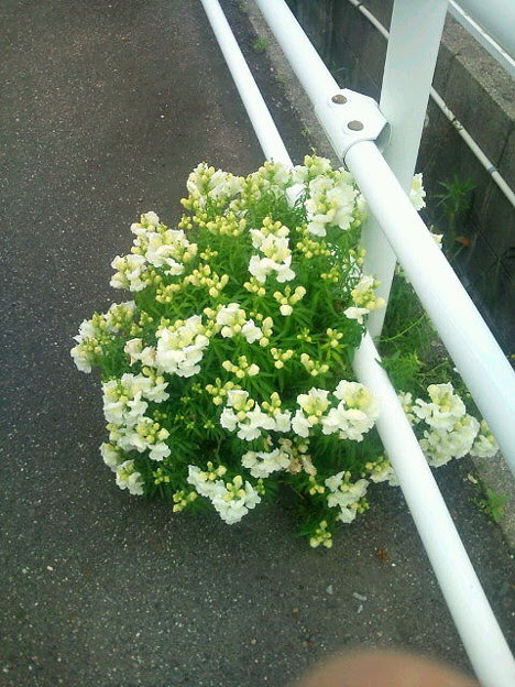 すべての美しい花の画像 綺麗な雑草 に 強い 花