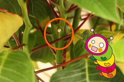 すべての花の画像 ラブリーポインセチア 白い 液