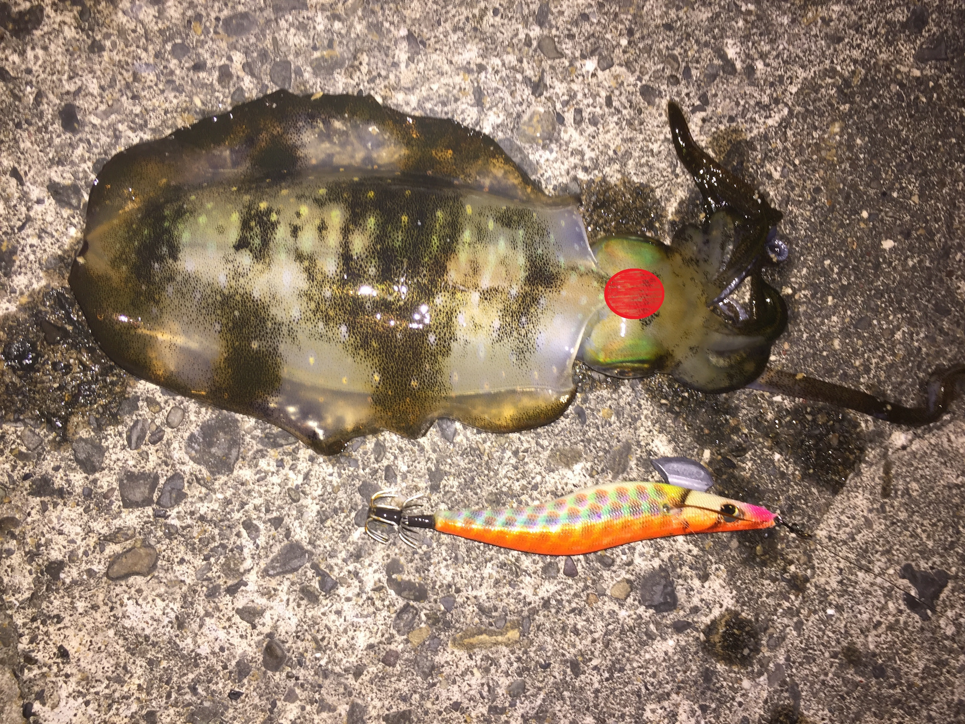美しい アオリイカ の 締め 方