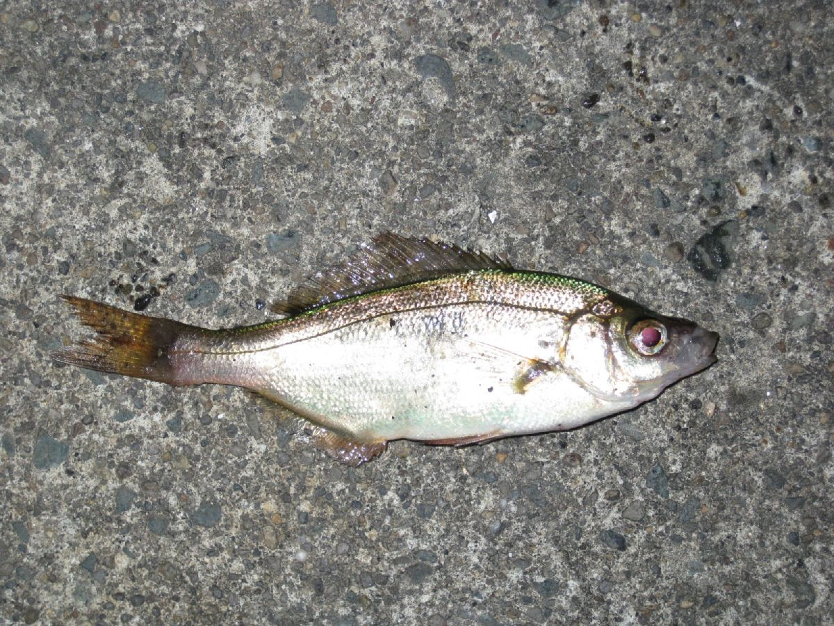 綺麗な堤防魚 すべての魚の画像