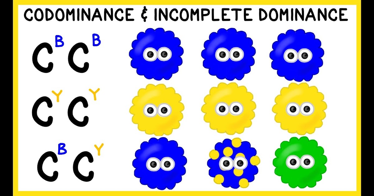 Codomiance In Genetics Refers To: : Practice Co Dominance ...