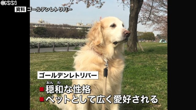 綺麗なゴールデンレトリバー 子供 死亡 かわいい子供たちの画像