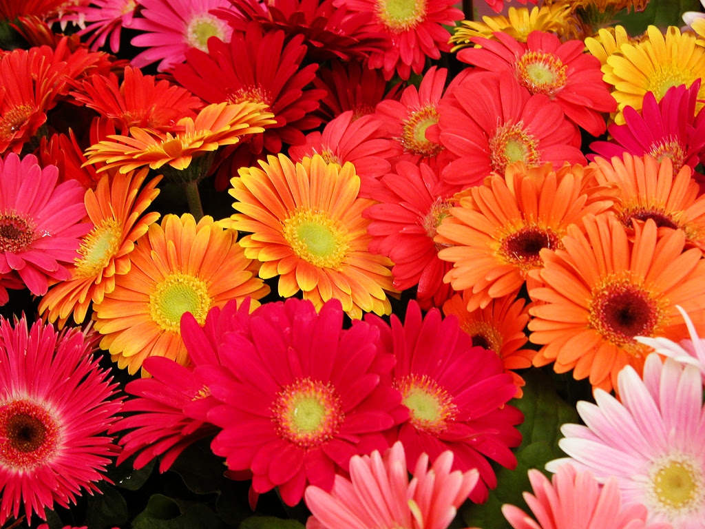心に強く訴える花 ガーベラ 壁紙 最高の花の画像