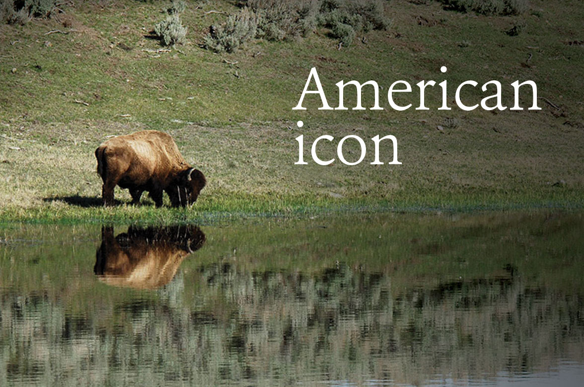 Bison standing at the bottom of a hill, "American icon"