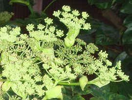これまでで最高のアシタバ 花 すべての美しい花の画像