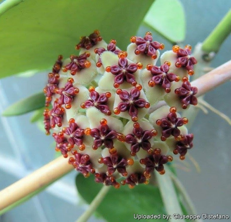 Alan from the plant farm goes over how to propagate hoya cuttings. Hoya Kerrii