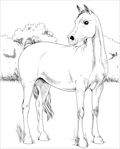 You can easily print or download them at your convenience. Arabian Horse Coloring Page Free Printable Coloring Pages