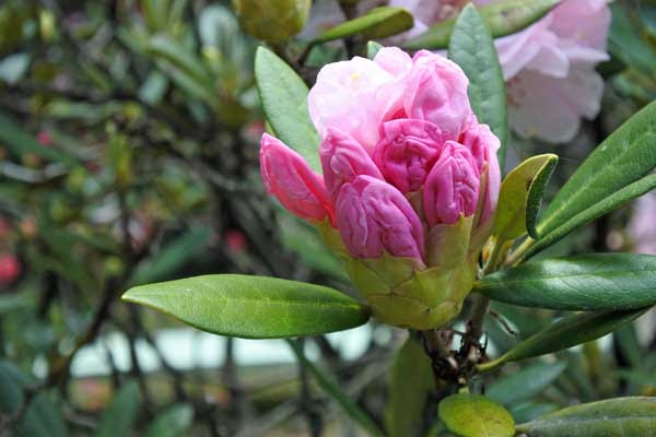 驚くばかりシャクナゲ 品種 最高の花の画像