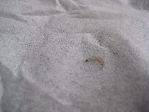 ダンボール 白い 小さい 虫 細長い ダンボール 白い 小さい 虫 細長い