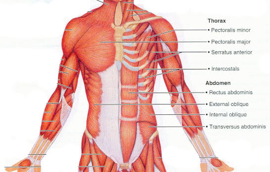 Abdome muscles inner view of abdomen back wall. Muscles Of The Anterior Thorax And Abdomen Isaiah S Anatomy Website