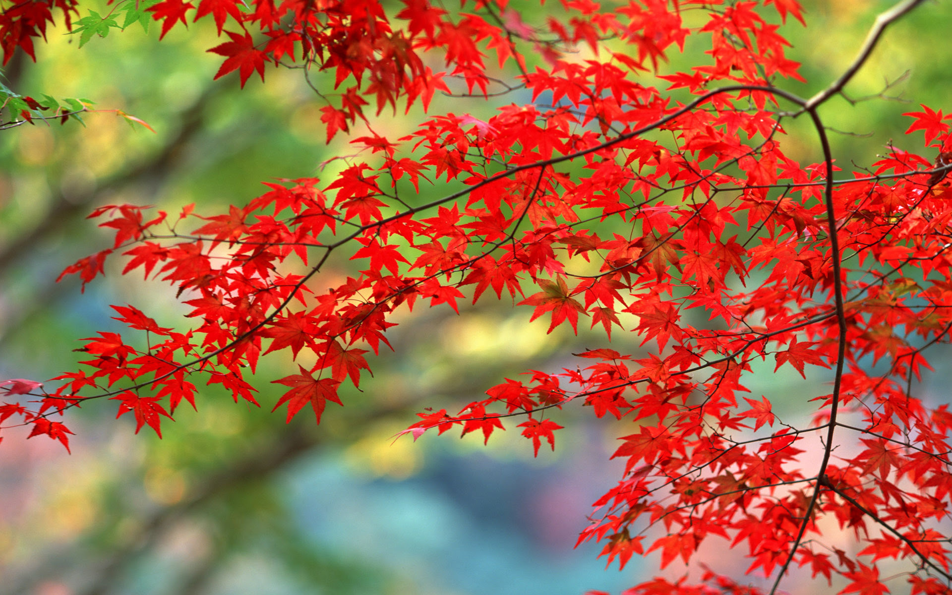 円周 壮大 排出 壁紙 無料 Pc 紅葉 Fuud Jp