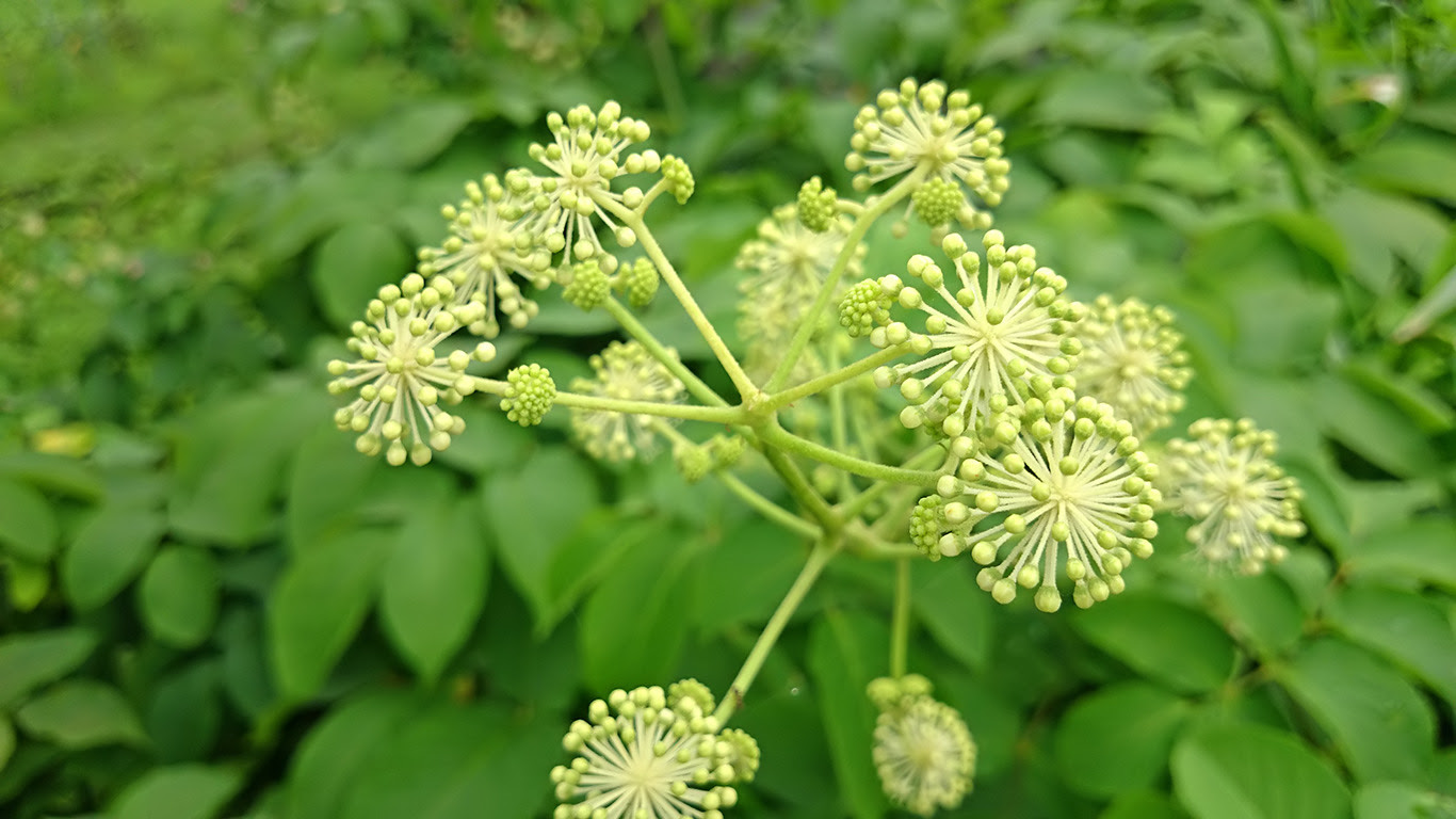 ウド 花 宇土 花華