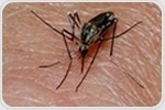 Study reveals malaria's secret to surviving in the blood stream