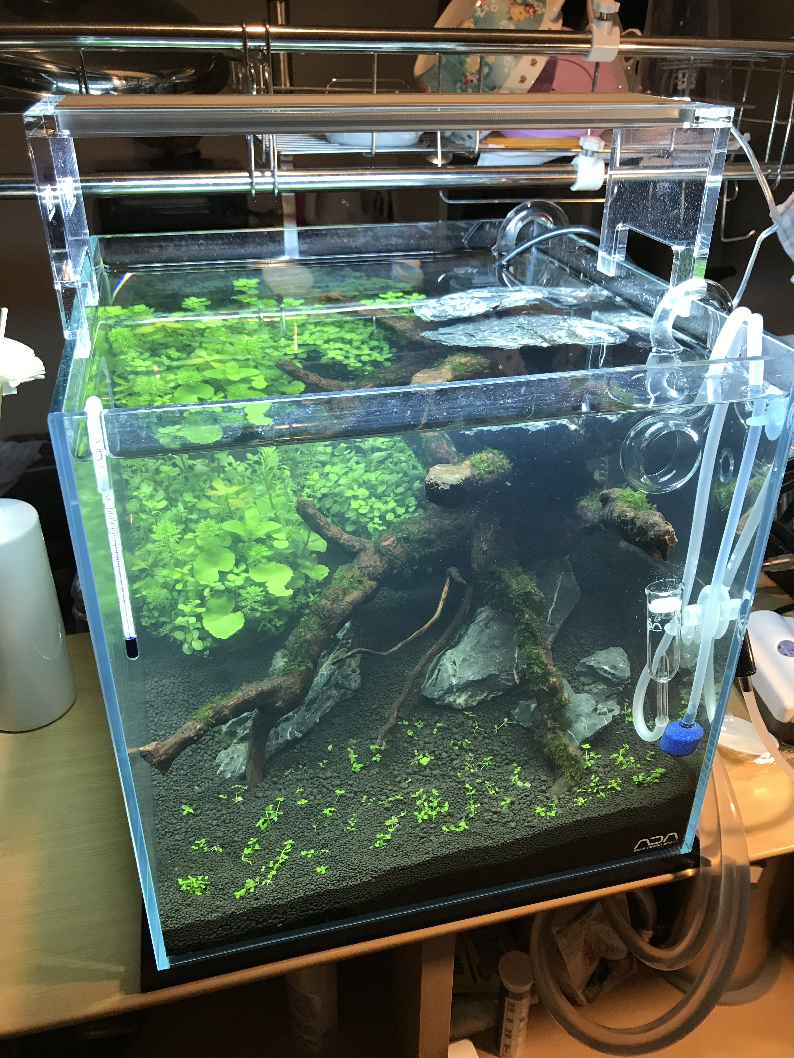 印刷可能 コリドラス水槽 水槽 レイアウト シンプル 4419