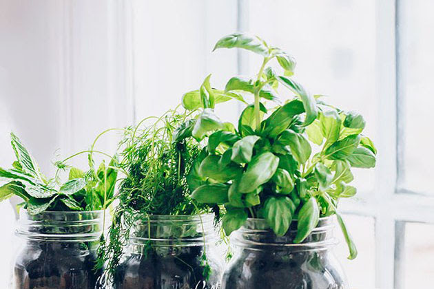 Indoor Cocktail Herb Garden 6