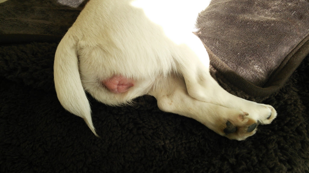 優れた 犬 陰部 腫れ すべての動物の絵