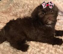 Find everything about maltipoo puppies austin tx and start saving now. Home