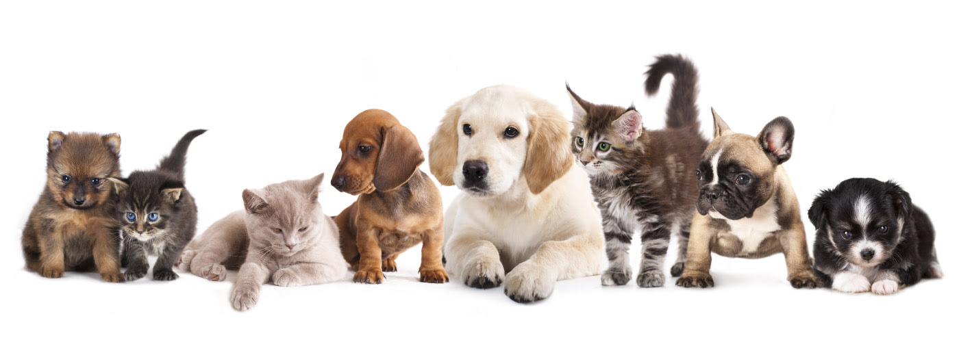 Maybe you would like to learn more about one of these? About Us Ark Animal Clinic