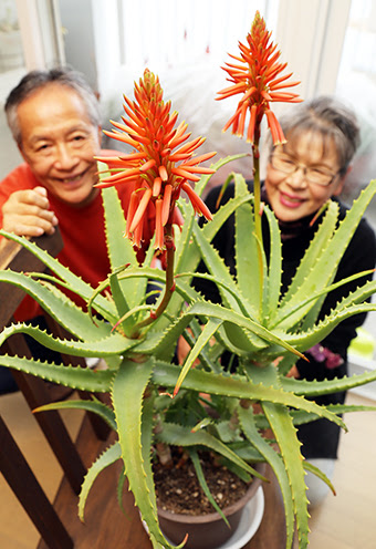 最も人気のある 花 アロエ アロエ 花 不吉 Taylorwooley