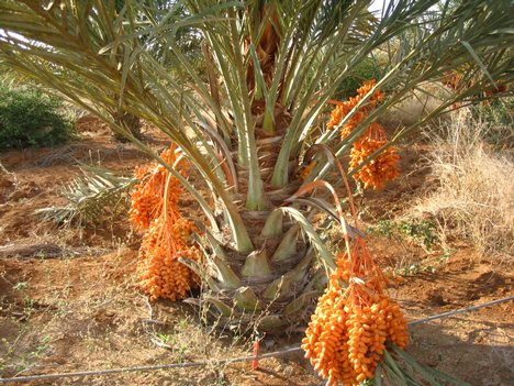 Bengawan Solo: date palm tree in desert