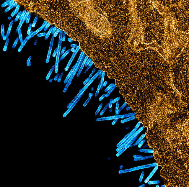 Flu virus particles