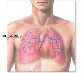 pulmones1 Los 5 órganos y su función psicológica