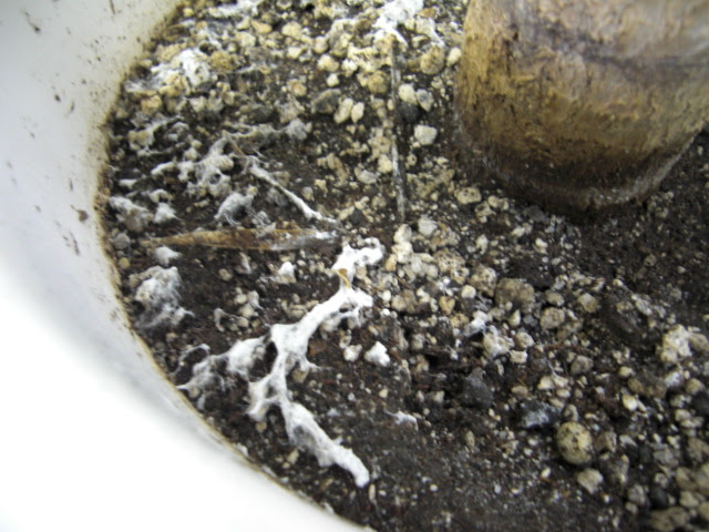 すべての美しい花の画像 最高観葉植物 土 白いカビ