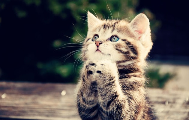 Japimage かわいい 猫 画像
