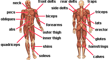 Muscle names are actually quite interesting. Exercises