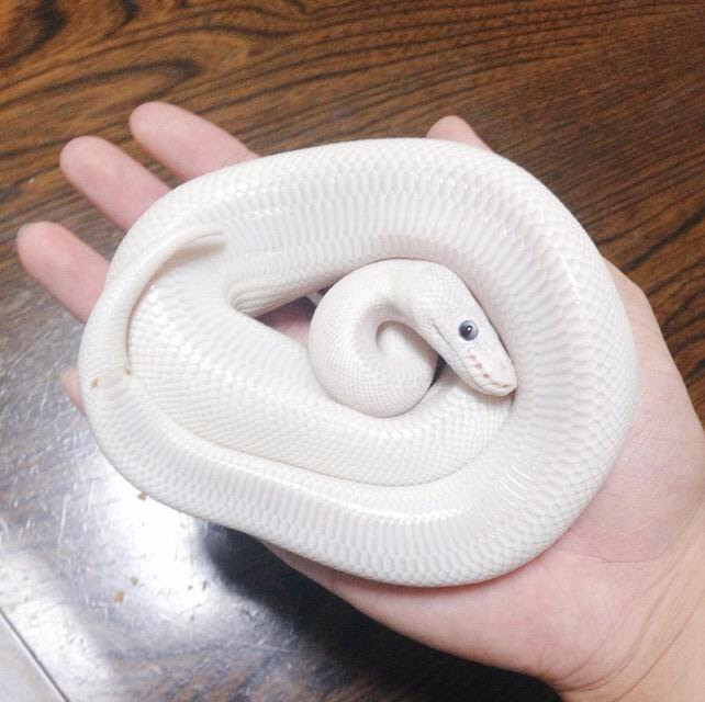 すべての動物の画像 元のヘビ 可愛い