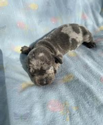 Give me an overview of dachshund puppies for sale in texas. Index
