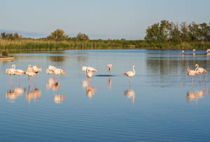 Le parc naturel régional de Camargue