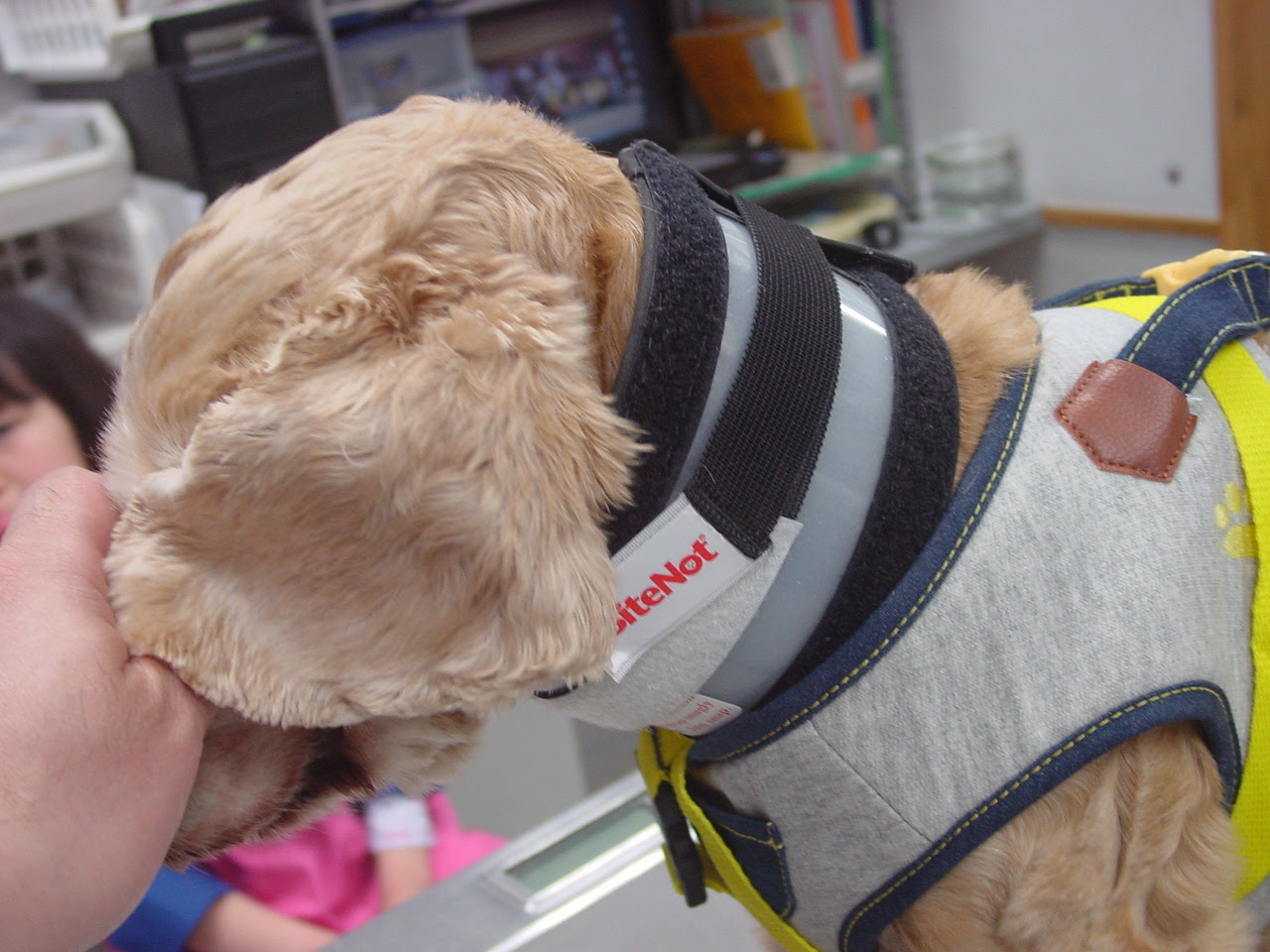 Jpsaepicttxli コレクション 犬 コルセット 7973 犬 コルセット 手作り