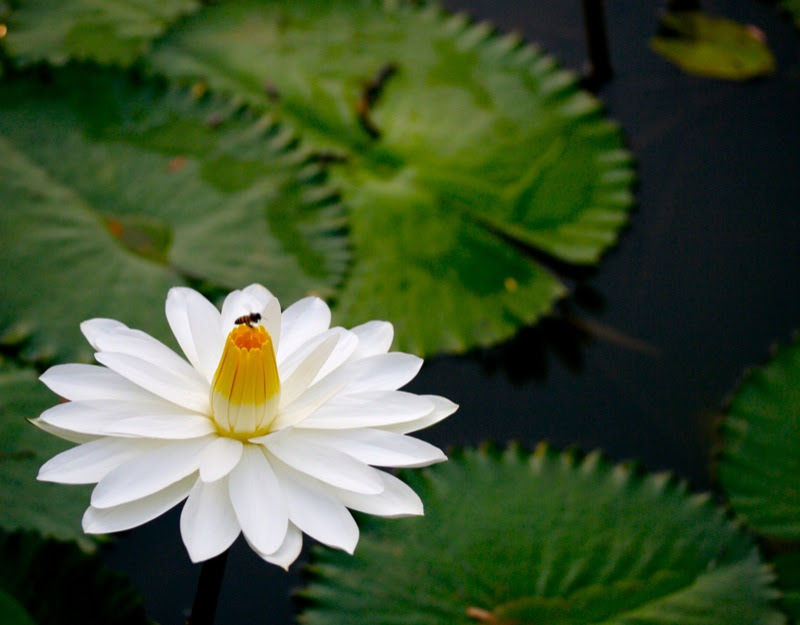 23 Bunga  yang Cantik Ini Menjadi Bunga  Nasional  di 