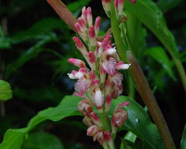 ぜいたくみょうが 花 最高の花の画像
