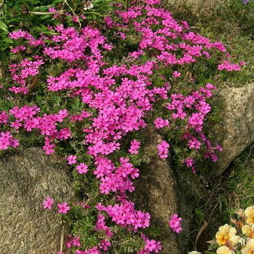 上芝桜 種 最高の花の画像
