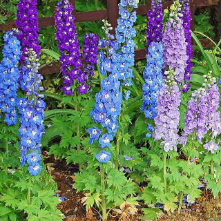 ベスト花 デルフィニウム 最高の花の画像