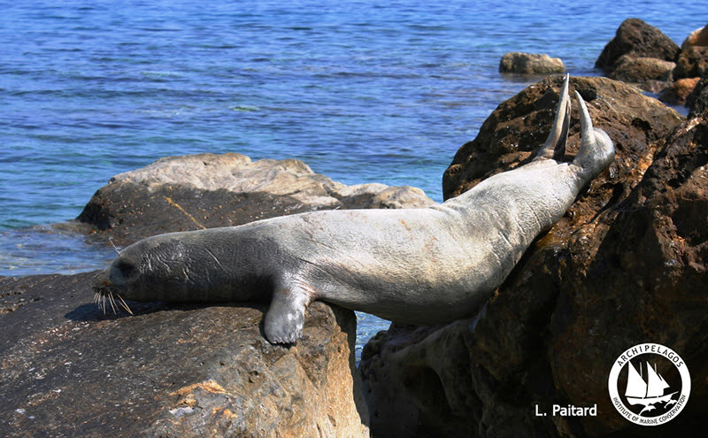 seal-rock